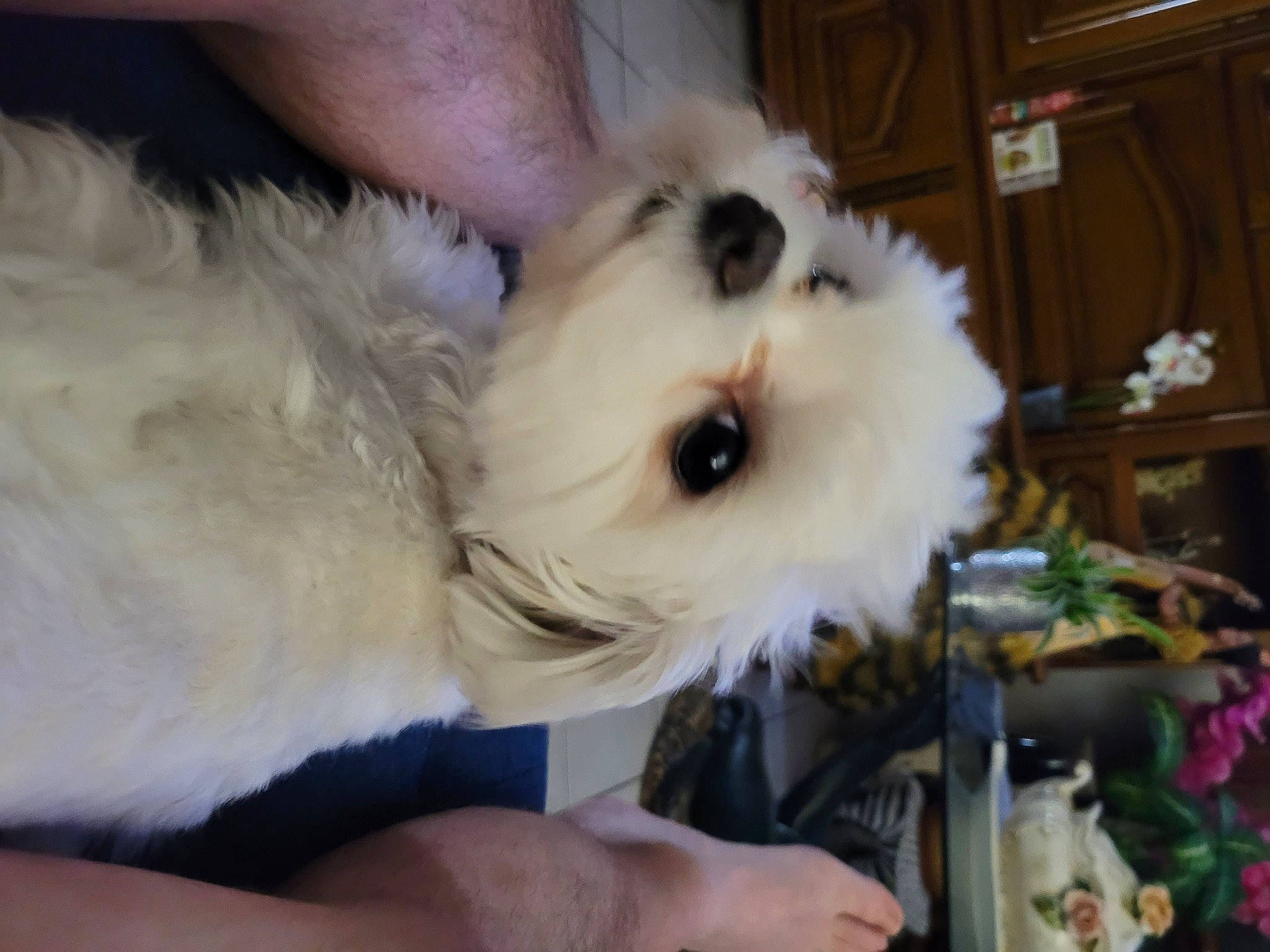 Starsky a rejoint le concours — aidez-le/la à gagner de superbes lots ! bichon, canidae, carnivore, companion_dog, dog, dog_breed, felidae, fur, maltepoo, non_sporting_group, puppy_love, shih_poo, small_terrier, snout, sporting_group, stuffed_toy, terrier, toy, toy_dog, whiskers