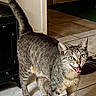 cat, tabby_cat, animal, pet, standing, open_mouth, meowing, whiskers, ears, eyes, striped_fur, tail, paws, indoor, kitchen, tile_floor, cabinet, doorway, portrait, funny_expression