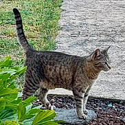 Becky participe au concours pour gagner de l'argent avec cette photo : cat, tabby_cat, animal, pet, outdoor, garden, walkway, gravel, grass, leaves, plants, striped_fur, standing, walking, tail_up, profile, whiskers, greenery, natural_light, portrait