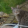cat, tabby_cat, animal, pet, sitting, outdoor, garden, patio, chair, gray_fur, striped_fur, whiskers, ears, eyes, portrait, looking_at_camera, greenery, stones, flowers, garden_path