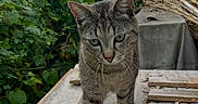 Becky participe au concours pour gagner de l'argent avec cette photo : cat, tabby_cat, feline, animal, pet, standing, walking, front_view, striped_fur, green_eyes, whiskers, ears, tail, outdoor, garden, foliage, wood, table, rooftop, portrait