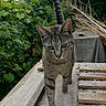cat, tabby_cat, feline, animal, pet, standing, walking, front_view, striped_fur, green_eyes, whiskers, ears, tail, outdoor, garden, foliage, wood, table, rooftop, portrait