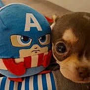 Bucky a rejoint le concours — aidez-le/la à gagner de superbes lots ! puppy, dog, toy, plush, captain_america, closeup, cute, brown, blue, striped, soft, indoors, pet, small, face, snuggle, animal, friendship, stuffed_animal, cozy