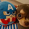 puppy, dog, toy, plush, captain_america, closeup, cute, brown, blue, striped, soft, indoors, pet, small, face, snuggle, animal, friendship, stuffed_animal, cozy