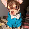 chihuahua, dog, small_dog, blue_sweater, bow_tie, pet_clothing, indoor, blanket, bed, cute, puppy, ears, fur, animal, pet, canine, adorable, looking, standing, close_up
