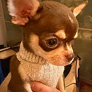 Bucky participe au concours pour gagner de l'argent avec cette photo : dog, chihuahua, puppy, small_dog, knitted_sweater, sweater, hand, ring, close_up, portrait, big_ears, brown_fur, tan_markings, expressive_eyes, pet, indoor, human_hand, cozy, furniture, warm_lighting