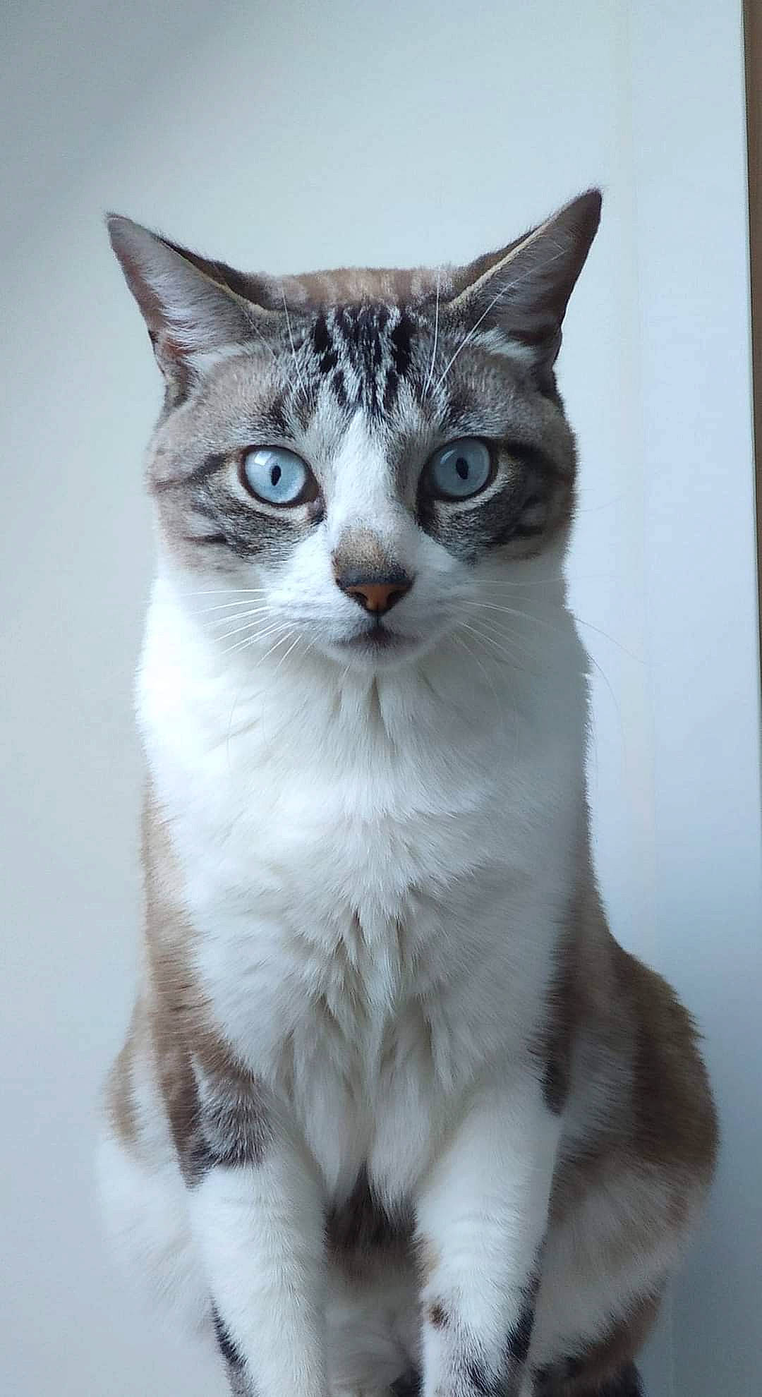 Obi a rejoint le concours — aidez-le/la à gagner de superbes lots ! carnivore, cat, domestic_short_haired_cat, eye, eyelash, felidae, fur, head, iris, monochrome_photography, paw, small_to_medium_sized_cats, snout, tail, whiskers, window