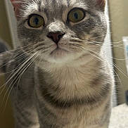 Freya is registered to the contest to win money with this photo: cat, gray_tabby, whiskers, close_up, curious, pet, animal, feline, indoor, portrait, eyes, face, fur, tabby_pattern, domestic_cat, cute, looking, standing, nose, ears