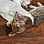 Freya is registered to the contest to win money with this photo: cat, gray_tabby, plastic_bag, wooden_floor, indoor, pet, feline, curious, whiskers, yellow_eyes, laying_down, domestic_animal, cute, fur, ear, paws, animal, relaxed, looking_up, household