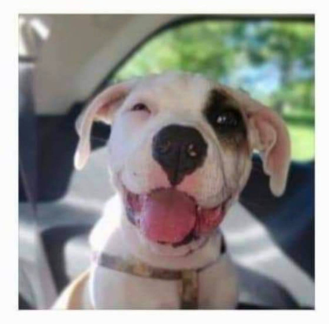 Rousey is registered to the contest to win money with this photo: automotive_mirror, carnivore, collar, companion_dog, dog, dog_breed, dog_collar, fawn, jaw, metal, pet_supply, photo_caption, rectangle, selfie, snapshot, snout, square, stock_photography, whiskers, working_animal