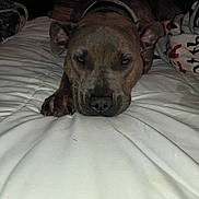 Felony is registered to the contest to win money with this photo: dog, pet, canine, short_hair, brown_coat, collar, sleepy, lying_down, bed, bedroom, blanket, bedding, indoor, portrait, close_up, face, paws, relaxed, flash_photography, cozy