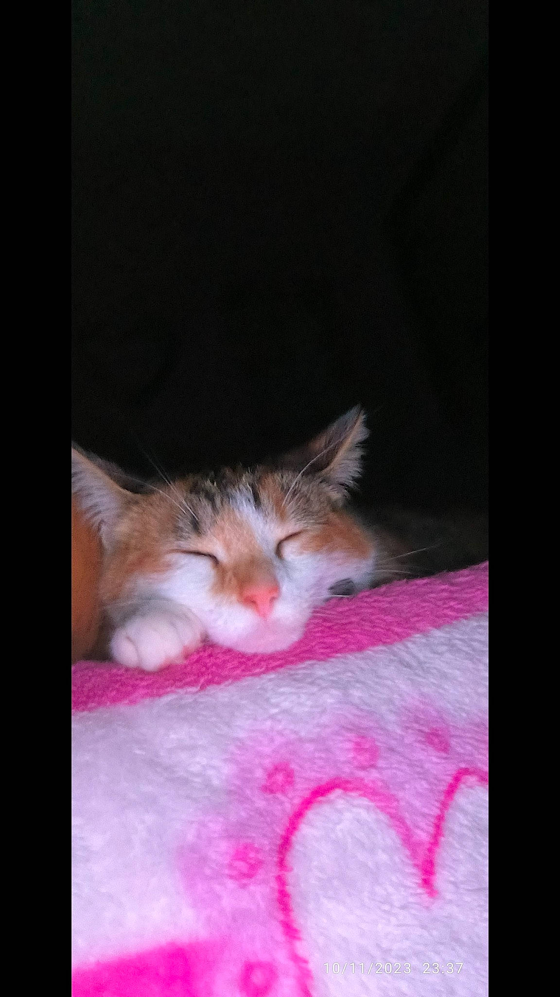 Biscuit participe au concours pour gagner de l'argent avec cette photo : box, carnivore, cat, comfort, darkness, domestic_short_haired_cat, felidae, fur, human_leg, linens, magenta, night, paw, photo_caption, plant, small_to_medium_sized_cats, tail, whiskers, window, wood