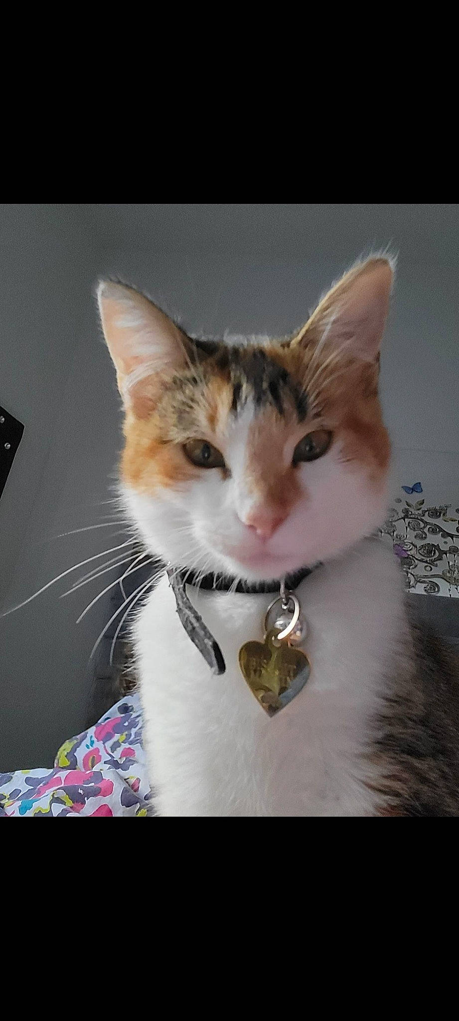 Biscuit participe au concours pour gagner de l'argent avec cette photo : art, carnivore, cat, collar, domestic_short_haired_cat, ear, felidae, fur, paw, small_to_medium_sized_cats, snout, tail, terrestrial_animal, whiskers