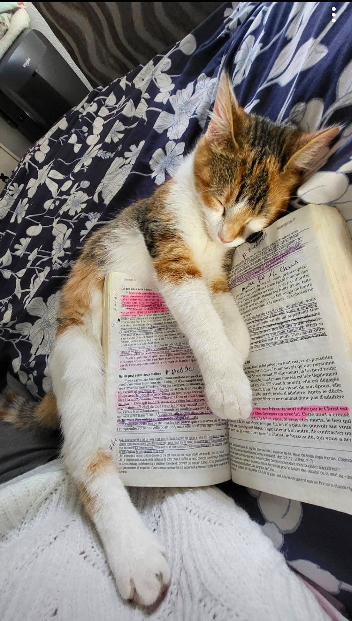 Biscuit a rejoint le concours — aidez-le/la à gagner de superbes lots ! carnivore, cat, claw, comfort, domestic_short_haired_cat, fawn, felidae, foot, fur, hat, human_leg, lap, mammal, nap, paw, publication, small_to_medium_sized_cats, tail, textile, whiskers