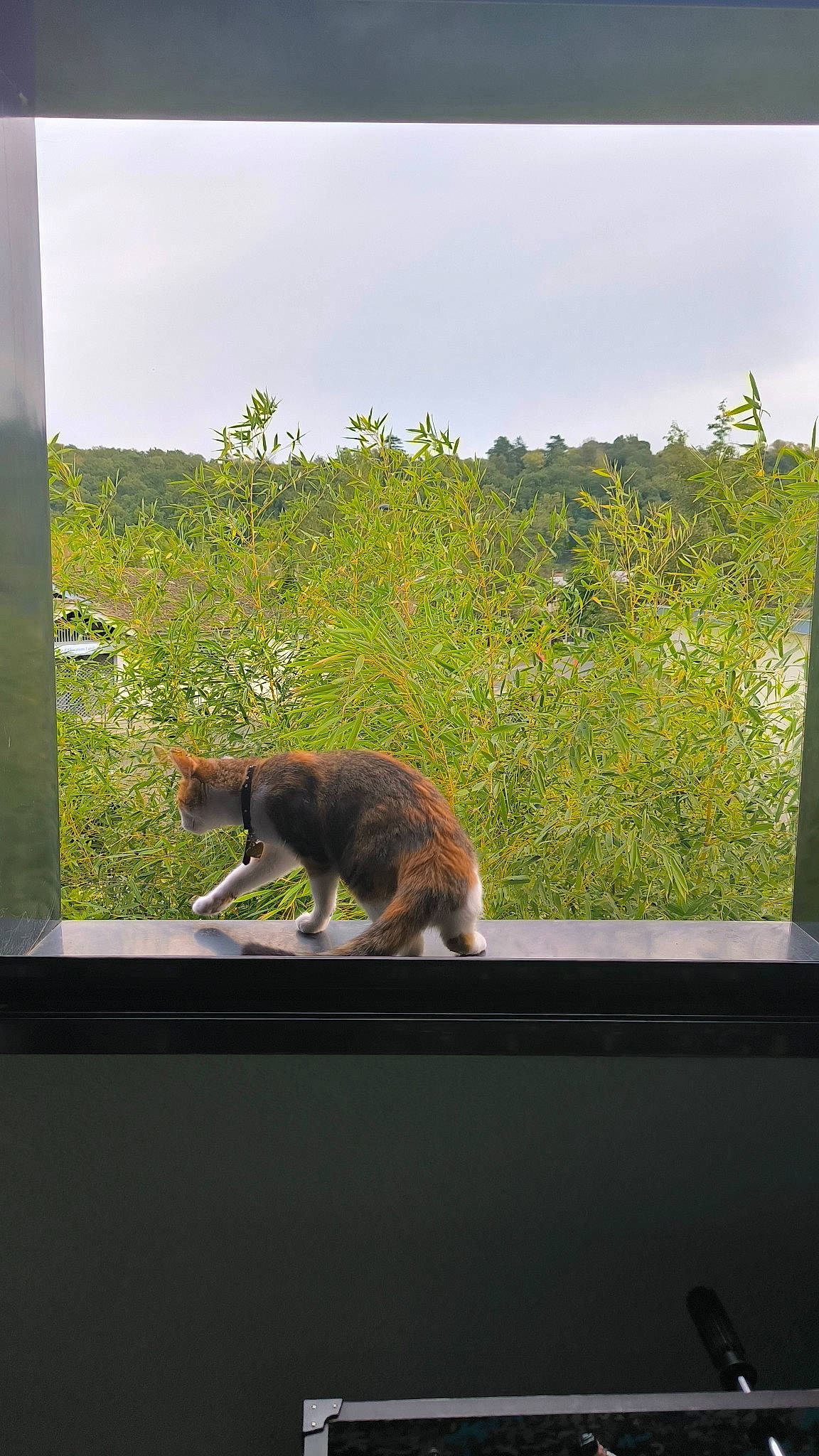 Biscuit a rejoint le concours — aidez-le/la à gagner de superbes lots ! carnivore, cat, felidae, glass, grass, landscape, plant, rectangle, roof, room, shade, shadow, sky, small_to_medium_sized_cats, tail, tints_and_shades, whiskers, wildlife, window, wood