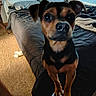 animal, bed, bedroom, blanket, canine, carpet, cozy, curious, curtain, dog, eyes, fur, furniture, indoor, light, looking, pet, room, small_dog, window