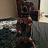 Meeko is registered to the contest to win money with this photo: animal, bathroom, bed, bedroom, blanket, brown_and_black, curious, dim_lighting, dog, domestic, ears_up, floor, furniture, home, indoor, looking_at_camera, pet, small_dog, toilet, wooden_door