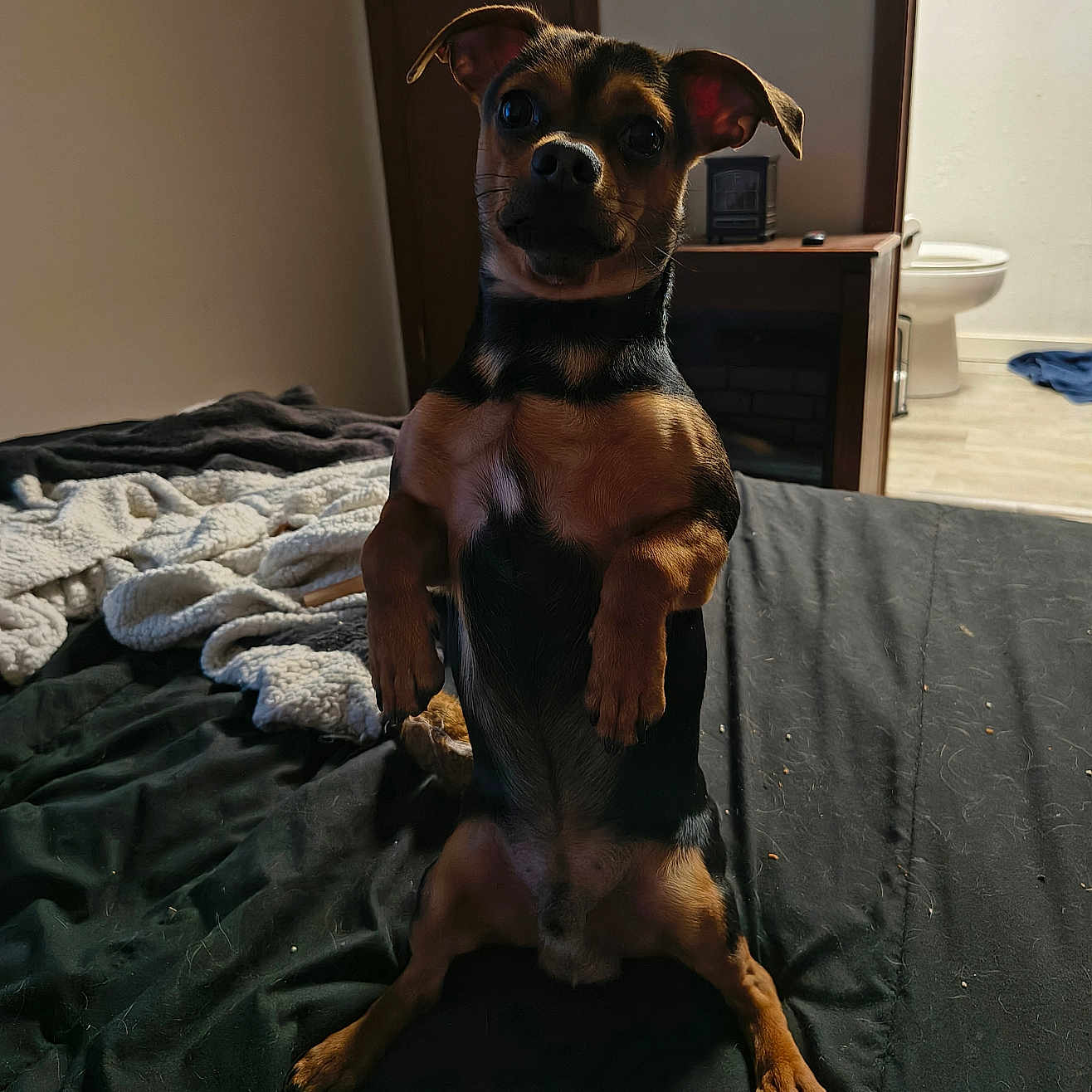 Meeko