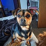 Meeko joined the competition — help win amazing prizes! animal, bed, blanket, carpet, chair, companion, curious, cute, desk, dog, door, ears, eyes, face, floor, fur, home, indoor, nose, pet