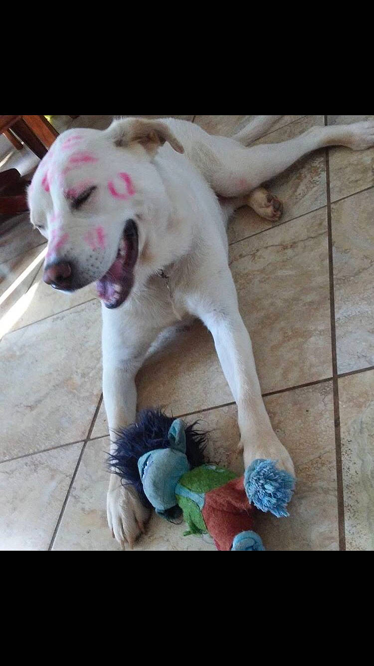 Perla joined the competition — help win amazing prizes! american_pit_bull_terrier, bully_kutta, canidae, carnivore, dog, dog_breed, dogo_argentino, fawn, great_dane, guard_dog, labrador_retriever, mammal, non_sporting_group, pit_bull, pointer, rare_breed_dog, sporting_group, street_dog, tail, vertebrate