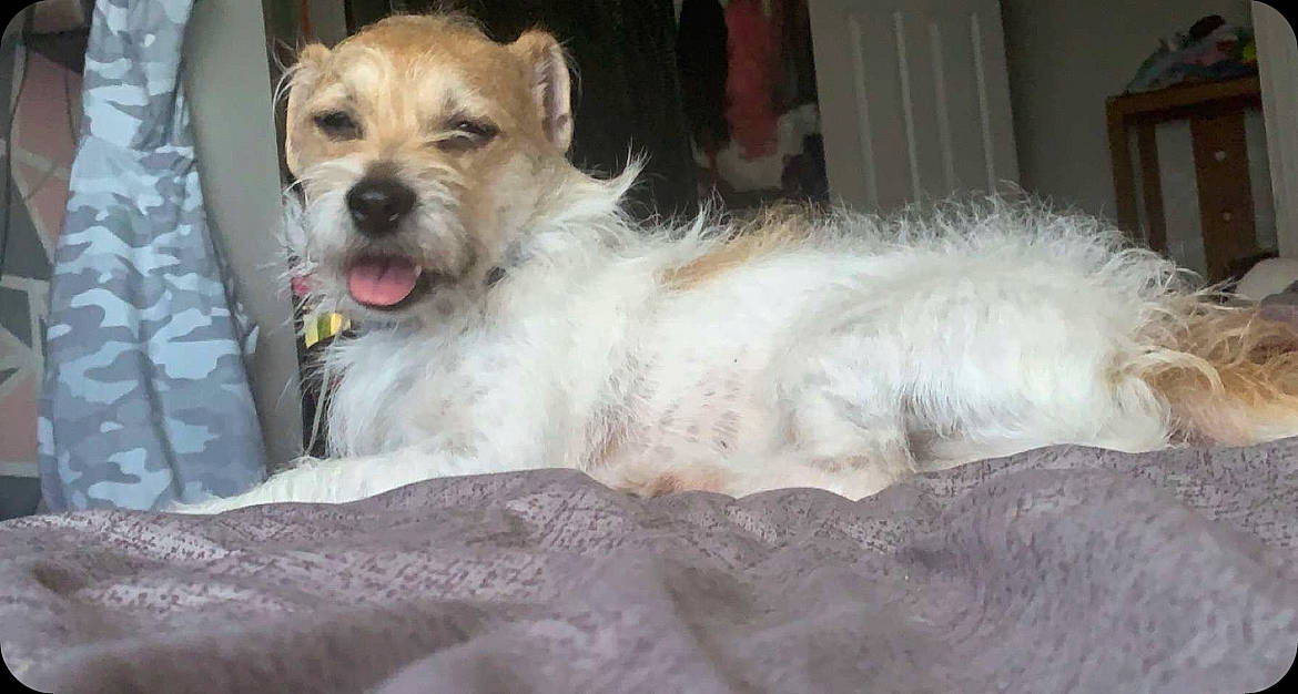 Boomer is registered to the contest to win money with this photo: canidae, carnivore, companion_dog, dog, dog_breed, dog_supply, fang, fawn, fur, paw, puppy, small_terrier, snout, sporting_group, street_dog, terrier, toy_dog, whiskers, working_animal, working_terrier