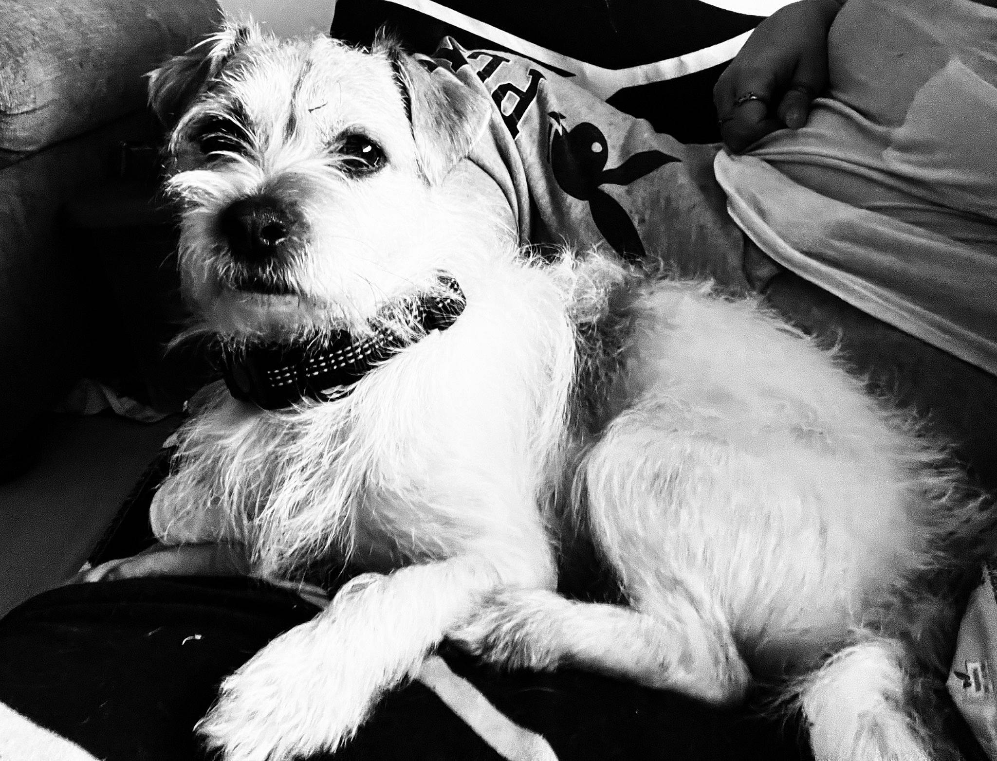 Boomer is registered to the contest to win money with this photo: black, black_and_white, carnivore, companion_dog, dog, dog_breed, eyewear, fur, happy, monochrome, monochrome_photography, puppy_love, small_terrier, snout, sporting_group, style, terrier, toy_dog, white, working_animal