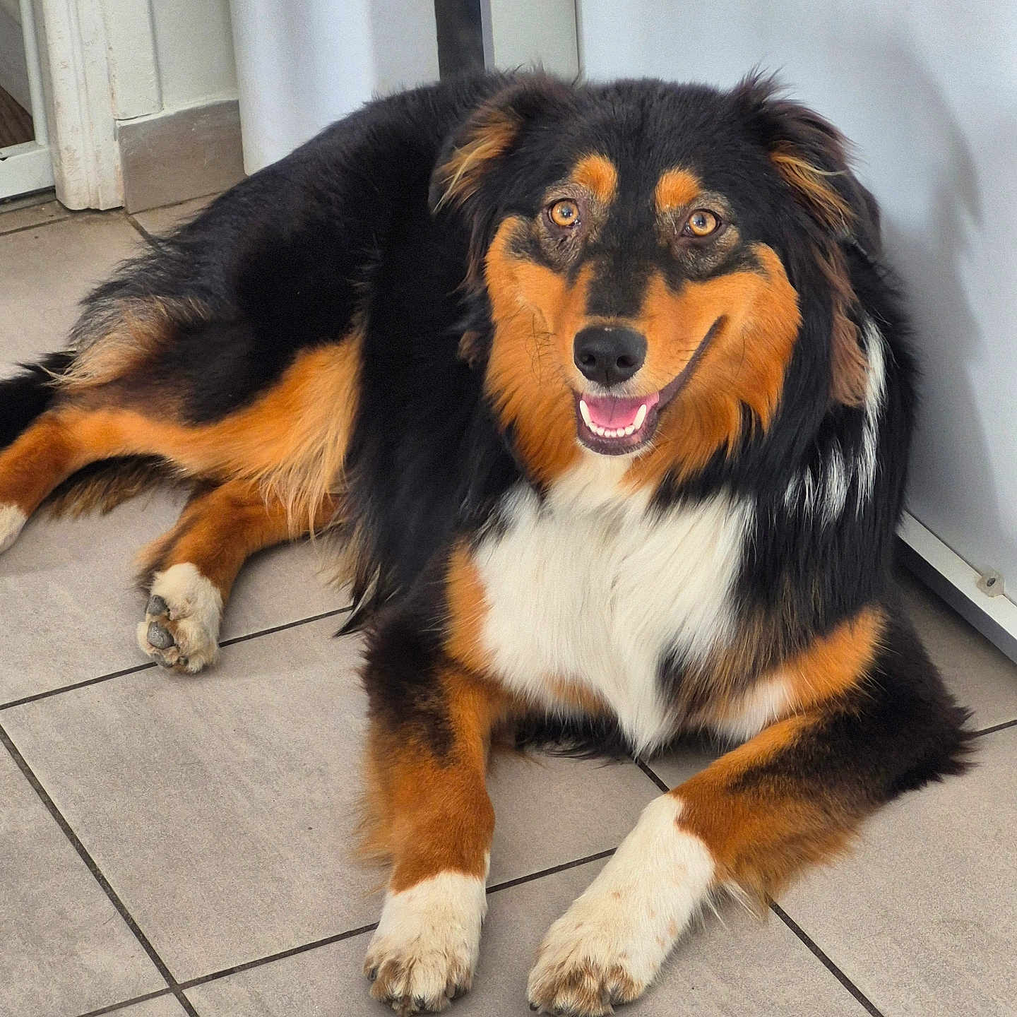 Vicky participe au concours pour gagner de l'argent avec cette photo : animal, black_fur, brown_fur, canine, dog, domestic_animal, ears, face, friendly, fur, happy, indoor, lying_down, mammal, nose, paw, pet, smiling, tile_floor, white_fur