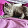 Willow