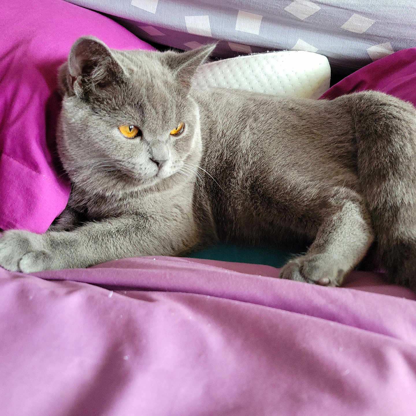 Willow participe au concours pour gagner de l'argent avec cette photo : abyssinian, animal, bed, bedroom, blanket, cat, couch, cushion, furniture, homedecor, indoors, kitten, linen, manx, person, pet, purple, quilt, siamese, sleeping