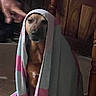 dog, towel, indoor, wooden_furniture, hand, floor, pet, brown_dog, blanket, cozy, wrapped, animal, portrait, cute, domestic, household, seated, expression, fur, resting