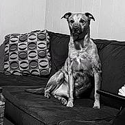 Pugsley joined the competition — help win amazing prizes! animal, black_and_white, calm, canine, companion, couch, dog, domestic_animal, furniture, home, indoor, living_room, monochrome, pet, pillows, portrait, relaxed, seated, sitting, texture