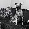 dog, couch, indoor, black_and_white, pet, seated, pillows, furniture, relaxed, canine, domestic_animal, companion, living_room, texture, monochrome, portrait, home, animal, sitting, calm