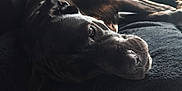 Xéna a rejoint le concours — aidez-le/la à gagner de superbes lots ! dog, black_dog, lying_down, blanket, indoor, cozy, relaxed, window, natural_light, floor_tiles, pet, canine, resting, bed, curtain, home, animal, sleepy, furry, companion