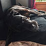 dog, black_dog, lying_down, blanket, indoor, cozy, relaxed, window, natural_light, floor_tiles, pet, canine, resting, bed, curtain, home, animal, sleepy, furry, companion