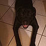 dog, black_dog, tile_floor, indoor, pet, animal, canine, lying_down, looking_up, friendly, mouth_open, paws, shadow, floor_tiles, domestic, companion, large_dog, ears, nose, eyes