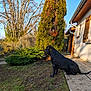Xéna a rejoint le concours — aidez-le/la à gagner de superbes lots ! dog, black_dog, garden, grass, tree, bush, house, window, wooden_shutters, sidewalk, daylight, outdoor, pet, canine, nature, sunlight, yard, sitting, quiet, calm
