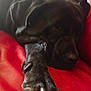 Xéna a rejoint le concours — aidez-le/la à gagner de superbes lots ! dog, black_dog, paw, sleeping, resting, red_couch, leather, close_up, pet, animal, indoor, relaxed, fur, napping, canine, paw_pad, comfort, cozy, domestic_animal, quiet