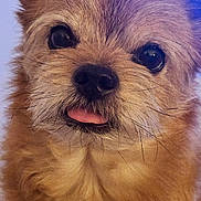 Gucci a rejoint le concours — aidez-le/la à gagner de superbes lots ! dog, close_up, fluffy, cute, tongue_out, pet, animal, fur, whiskers, nose, eyes, muzzle, portrait, canine, domestic_animal, face, adorable, playful, friendly, small_dog