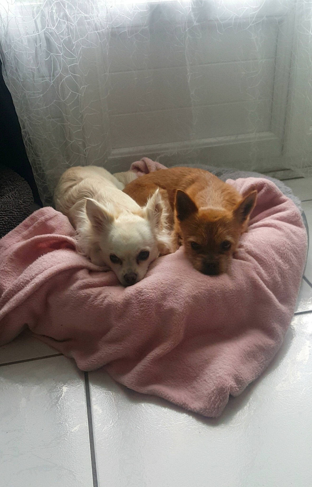 Gucci participe au concours pour gagner de l'argent avec cette photo : canidae, carnivore, cat, chihuahua, companion_dog, dog, dog_breed, fawn, felidae, kitten, mammal, puppy, toy_dog, vertebrate