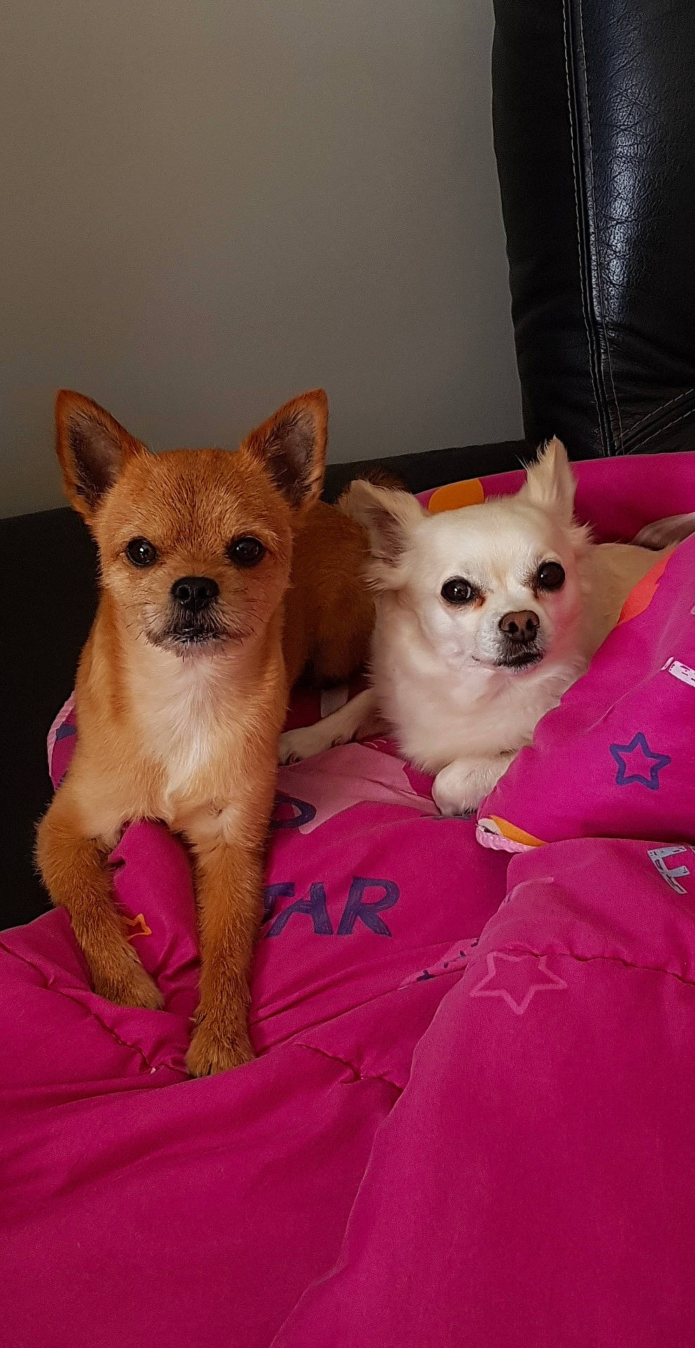 Gucci participe au concours pour gagner de l'argent avec cette photo : ancient_dog_breeds, canidae, carnivore, chihuahua, companion_dog, dog, dog_breed, fawn, mammal, non_sporting_group, pomeranian, puppy, puppy_love, snout, toy_dog, vertebrate