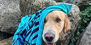 Urus participe au concours pour gagner de l'argent avec cette photo : animal, blue, canine, closeup, dog, face, fur, golden_retriever, greenery, happy, nature, outdoor, pet, playful, rocks, smile, striped, tongue, towel, wet