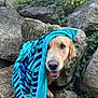 animal, blue, canine, closeup, dog, face, fur, golden_retriever, greenery, happy, nature, outdoor, pet, playful, rocks, smile, striped, tongue, towel, wet