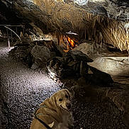 Urus a rejoint le concours — aidez-le/la à gagner de superbes lots ! adventure, animal, cave, dark, dim_light, dog, exploration, golden_retriever, happy, indoor, leash, mystery, nature, pet, rocks, rocky_path, smiling, stalactites, stalagmites, travel