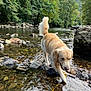 Urus a rejoint le concours — aidez-le/la à gagner de superbes lots ! adventure, animal, canine, dog, forest, fur, golden_retriever, landscape, nature, outdoor, pet, playful, river, rocks, stream, summer, trees, walking, water, wet