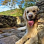 animal, canine, close_up, daytime, dog, golden_retriever, greenery, happy, leash, nature, outdoor, pet, resting, scenic, stone_patio, stone_wall, summer, sunlight, tongue_out, trees
