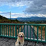Urus a rejoint le concours — aidez-le/la à gagner de superbes lots ! bushes, cloudy_sky, daytime, dog, golden_retriever, happy, highway, landscape, leash, mountains, nature, outdoor, pavement, pet, railing, road, scenic, sitting, tongue_out, trees