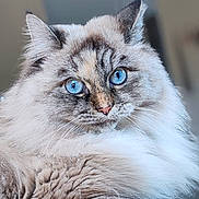 Toshka a rejoint le concours — aidez-le/la à gagner de superbes lots ! cat, blue_eyes, fluffy, fur, portrait, close_up, pet, animal, whiskers, ears, indoor, cute, feline, soft_texture, mammal, looking, face, nose, domestic_cat, long_hair