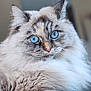 cat, blue_eyes, fluffy, fur, portrait, close_up, pet, animal, whiskers, ears, indoor, cute, feline, soft_texture, mammal, looking, face, nose, domestic_cat, long_hair