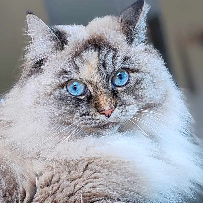 Toshka a rejoint le concours — aidez-le/la à gagner de superbes lots ! animal, blue_eyes, cat, close_up, cute, domestic_cat, ears, face, feline, fluffy, fur, indoor, long_hair, looking, mammal, nose, pet, portrait, soft_texture, whiskers