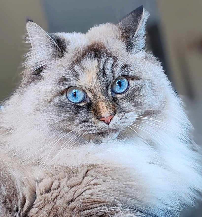 Toshka a rejoint le concours — aidez-le/la à gagner de superbes lots ! cat, blue_eyes, fluffy, fur, portrait, close_up, pet, animal, whiskers, ears, indoor, cute, feline, soft_texture, mammal, looking, face, nose, domestic_cat, long_hair